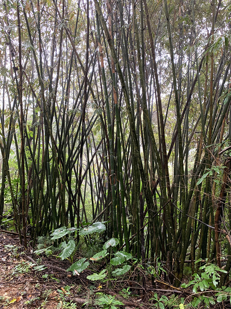 綠竹